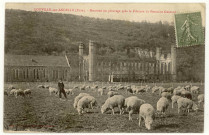 Douville-sur-Andelle. Moutons au pâturage près la Filature de Fontaine Guérard.