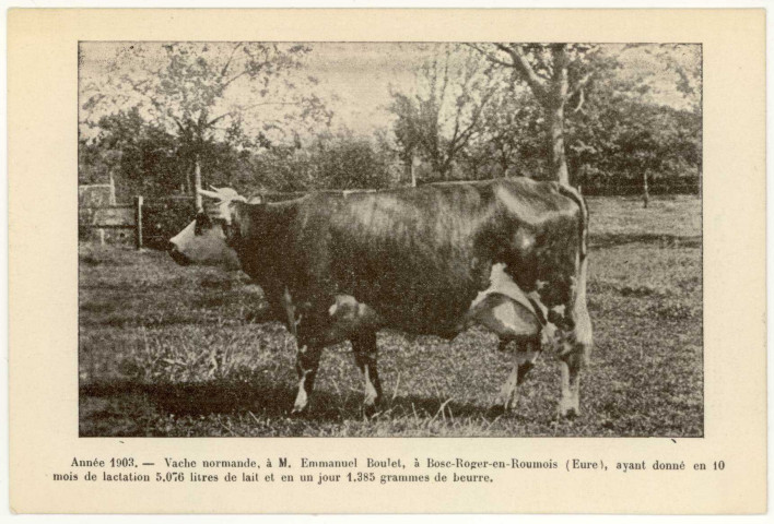 Bosc-Roger-en-Roumois. Année 1903-Vache normande, à M. Emmanuel Boulet, à Bosc-Roger-en-Roumois (Eure), ayant donné en 10 mois de lactation 5,076 litres de lait et en un jour 1,385 grammes de beurre.