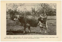 Bosc-Roger-en-Roumois. Année 1903-Vache normande, à M. Emmanuel Boulet, à Bosc-Roger-en-Roumois (Eure), ayant donné en 10 mois de lactation 5,076 litres de lait et en un jour 1,385 grammes de beurre.
