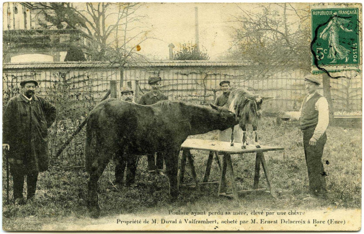 Barc. Poulain ayant perdu sa mère, élevé par une chèvre.
