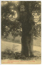 Touffreville. Bois du Plessis - Le Gros Chêne.