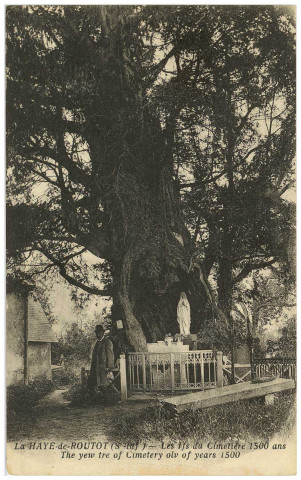 Haye-de-Routot (La). Les Ifs du cimetière 1500 ans.