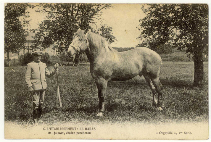 Caillouet-Orgeville. L'établissement : Le Haras : Junot, étalon percheron.