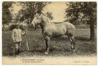 Caillouet-Orgeville. L'établissement : Le Haras : Junot, étalon percheron.
