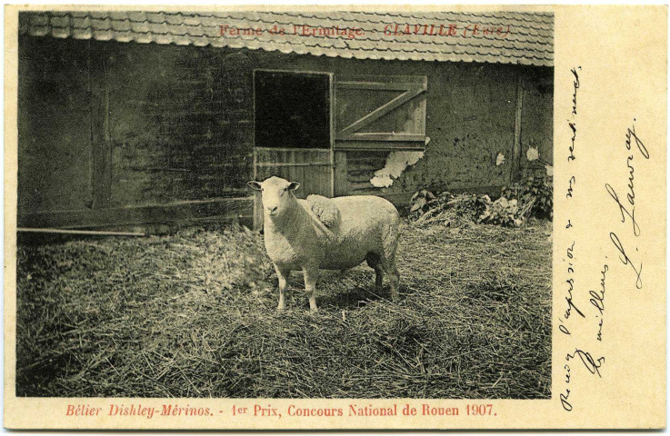 Claville. Ferme de l'Ermitage. - Claville (Eure) - Bélier Dishley-Mérinos. - 1er Prix, Concours National de Rouen 1907.