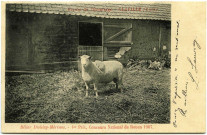 Claville. Ferme de l'Ermitage. - Claville (Eure) - Bélier Dishley-Mérinos. - 1er Prix, Concours National de Rouen 1907.