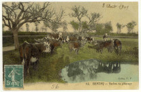 Bernay. Vaches au pâturage.