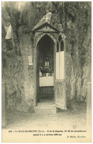 Haye-de-Routot (La). If de la Chapelle, 12m05 de circonférence, planté il y a environ 1600 ans.