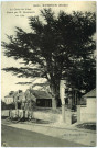 Evreux-Ville. Le Cèdre du Liban planté par M Beaucantin en 1794.