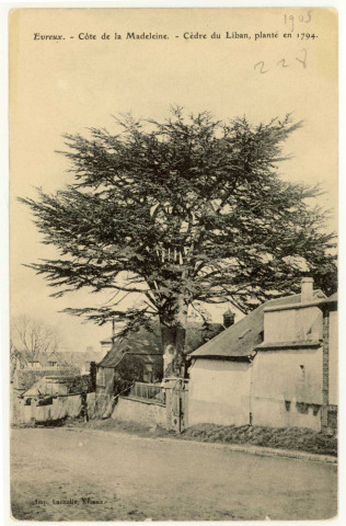 Evreux-Ville. La Madeleine : Côte de la Madeleine - Cèdre du Liban Planté en 1794.