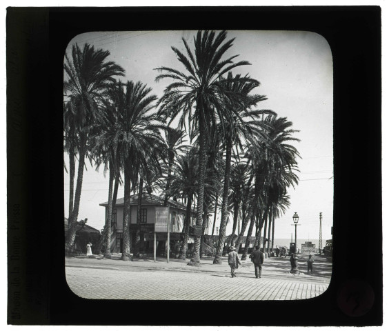 Palmiers de l'oasis d'Alger (Algérie) au jardin d'essai.