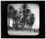 Palmiers de l'oasis d'Alger (Algérie) au jardin d'essai.