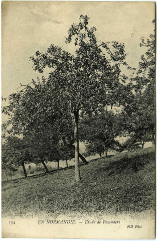 Divers. En Normandie. - Etude de Pommiers.