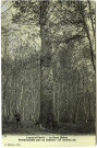 Lyons-la-Forêt. Le Gros chêne - Remarquable par sa hauteur : 37 mètres 50.