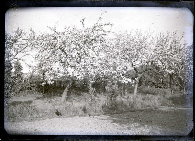 Pommiers en fleurs dans la campagne de Rosay-sur-Lieure (Eure).