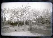 Pommiers en fleurs dans la campagne de Rosay-sur-Lieure (Eure).