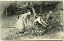 Divers. La Normandie. - La cueillette des pommes.
