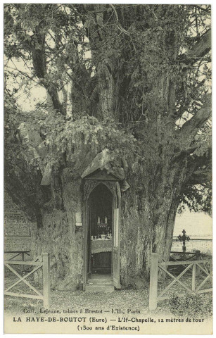 Haye-de-Routot (La). L'If-Chapelle, 12 mètres de tour (1500 ans d'Existence).