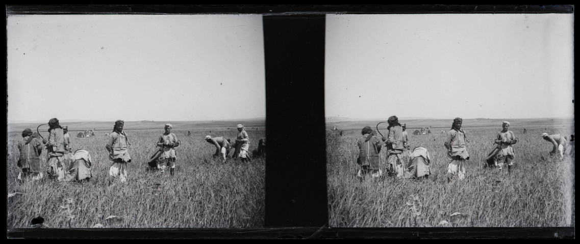 Hommes et femmes dans les champs des sucreries d'El-Cheikh-Fadl (Égypte).