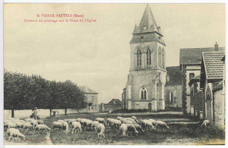 Saint-Pierre-d'Autils. Moutons au pâturage sur la ¨Place de l'Eglise.