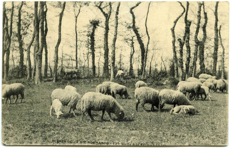 Divers. Scènes de la Vie Normande. - Visite à la Ferme : Le troupeau.