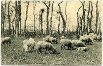 Divers. Scènes de la Vie Normande. - Visite à la Ferme : Le troupeau.