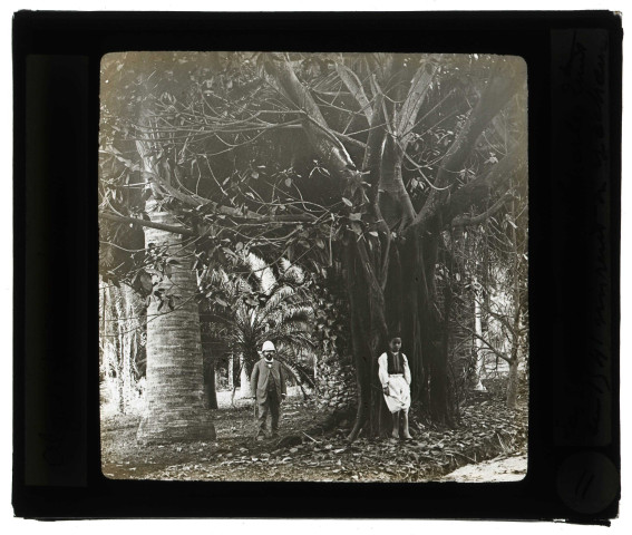 Jardin d'essai à Alger (Algérie).