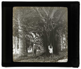 Jardin d'essai à Alger (Algérie).