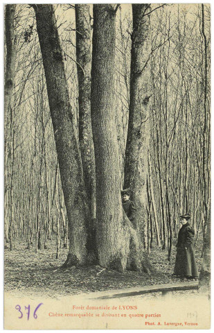 Lyons-la-Forêt. Forêt domaniale de Lyons (Eure). - Chêne remarquable se divisant en quatre parties.