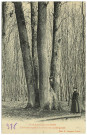 Lyons-la-Forêt. Forêt domaniale de Lyons (Eure). - Chêne remarquable se divisant en quatre parties.