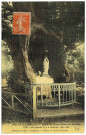 Haye-de-Routot (La). If au Cimetière. 9m50 de circonférence - Statue de Notre-Dame de Lourdes. L'If a été planté il y a environ 1600 ans.
