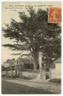 Evreux-Ville. La Madeleine : Le Cèdre du Liban - Planté par Mr Beaucantin en 1794.