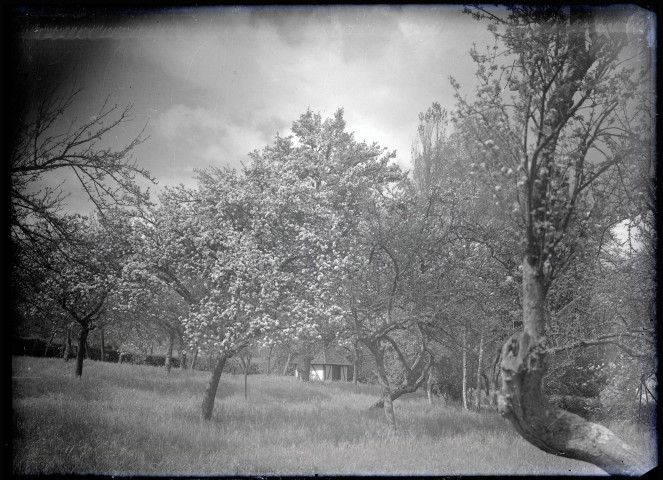 Pommiers en fleurs dans la campagne de Rosay-sur-Lieure (Eure).