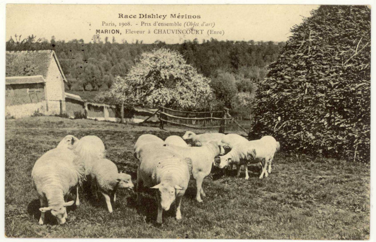 Chauvincourt. Race Dishley Mérinos-Paris 1908-Prix d'ensemble (objet d'art)-MARION éleveur à Chauvincourt.