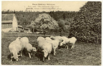 Chauvincourt. Race Dishley Mérinos-Paris 1908-Prix d'ensemble (objet d'art)-MARION éleveur à Chauvincourt.