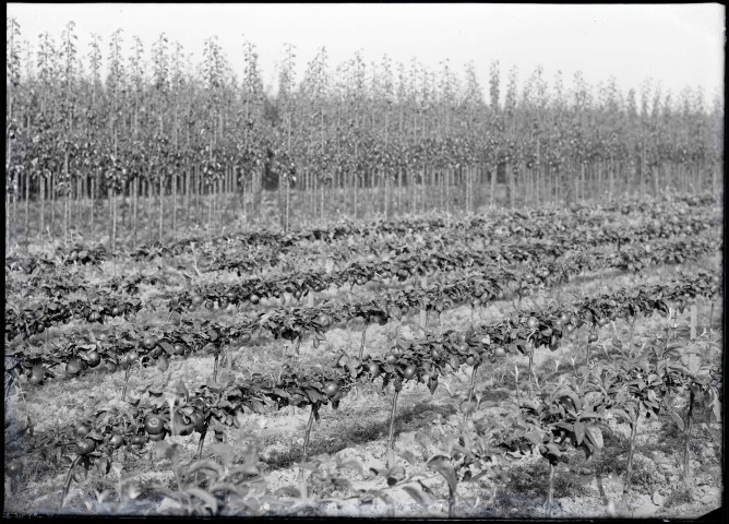 Rang de pommiers en fruits de la pépinière Derly.
