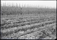 Rang de pommiers en fruits de la pépinière Derly.
