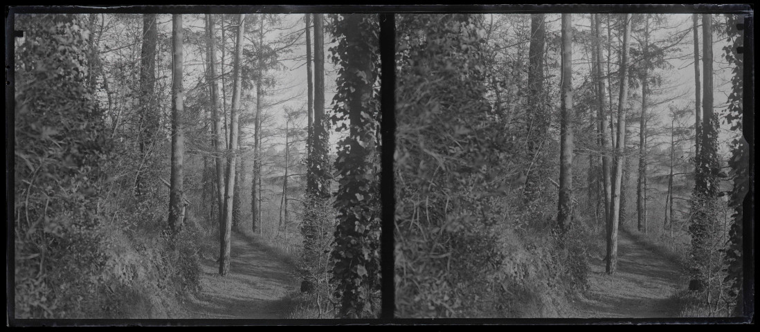 Sentier de forêt.
