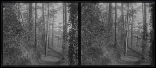 Sentier de forêt.