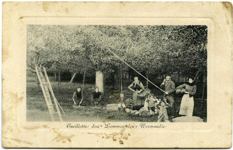 Divers. Cueillette des Pommes en Normandie.