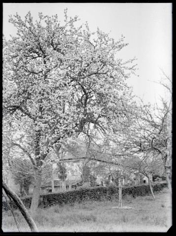 Maison de la famille Sanchez au milieu d'un verger de pommier en fleurs.