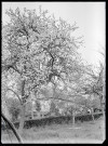 Maison de la famille Sanchez au milieu d'un verger de pommier en fleurs.