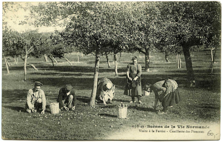 Divers. Scènes de la Vie Normande. - Visite à la Ferme : Cueillette des pommes.