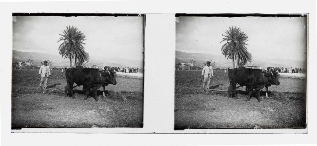 Paysan au labour à Beyrouth (Liban).