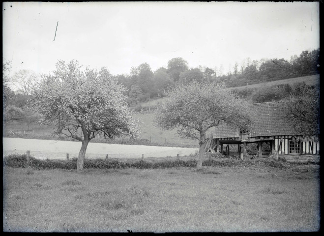 Pommiers en fleurs et grange normande.