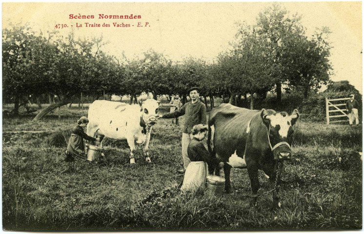 Divers. Scènes Normandes. - La Traite des Vaches.