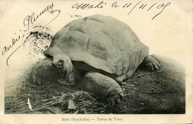 Mahé (Seychelles) - Tortue de Terre
