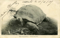 Mahé (Seychelles) - Tortue de Terre