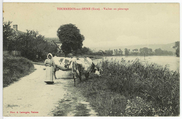 Tournedos-sur-Seine. Vaches au pâturage.