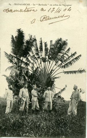 MADAGASCAR. - Le "Ravinala" ou arbre du Voyageur